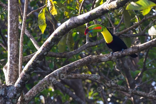 Preview: Keel Billed Toucan Perched On A Tree Branch In The Rainforest Of Costa Rica
