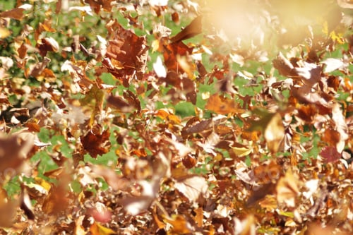 Preview: Autumn Leaves Being Blown From Gardens By Landscapers. Colors In Nature Background.
