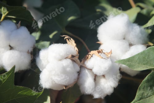 Preview: Cotton Plant Bushes With White Bolls 1057