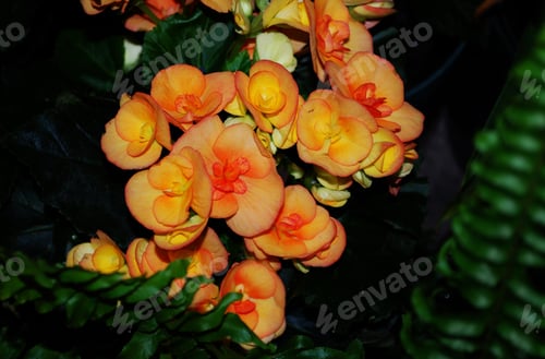 Preview: Garden With Flowering Orange Begonia Flowers Blooming.