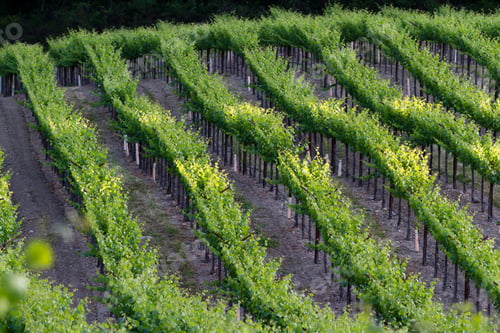 Preview: Vineyard In Napa Valley California, With Perfect Rows Of Healthy Grape Vines