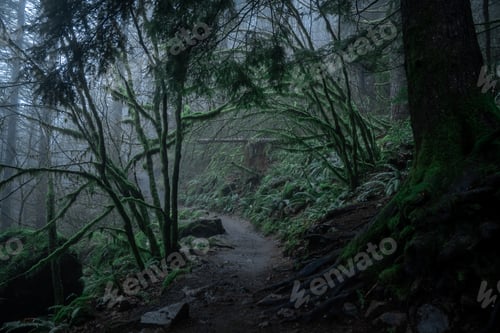 Preview: Mud Trail Going Through A Eerie, Spooky Forest With Low Clouds And Mist. Lots Of Trees, Moss And