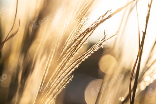 Preview: Tall Grass Selective Focus Backlit By Golden Hour Sun