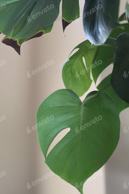 Preview: Leaves Fo A Monstera Deliciosa Philodendron 9731