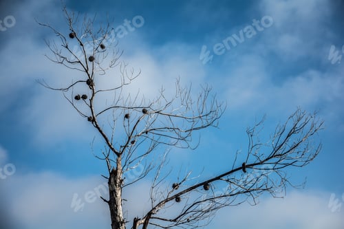 Preview: Pine Cones On Bare Branches With Clouds In A Blue Sky As A Background