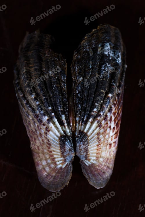 Preview: Close Up Of A Small Sea Shell With Beautiful Colors And Detailed Pattern