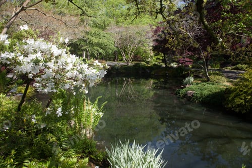 Preview: Stream With Trees Being Reflected In It