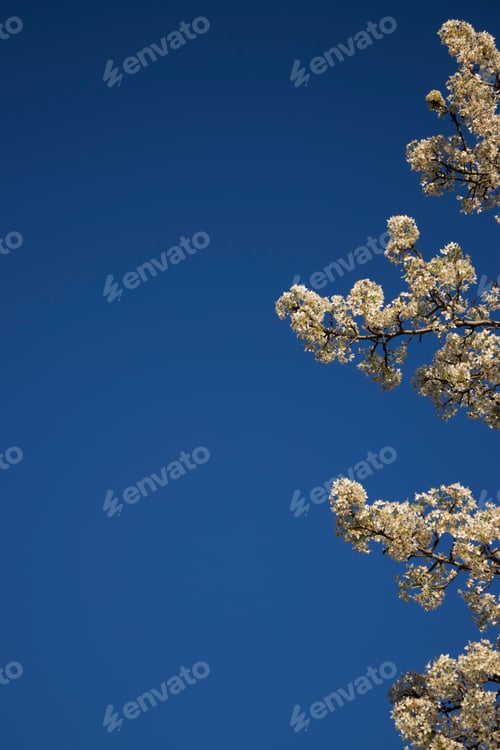 Preview: White Bradford Pear Blossoms Against A Clear Blue Sky