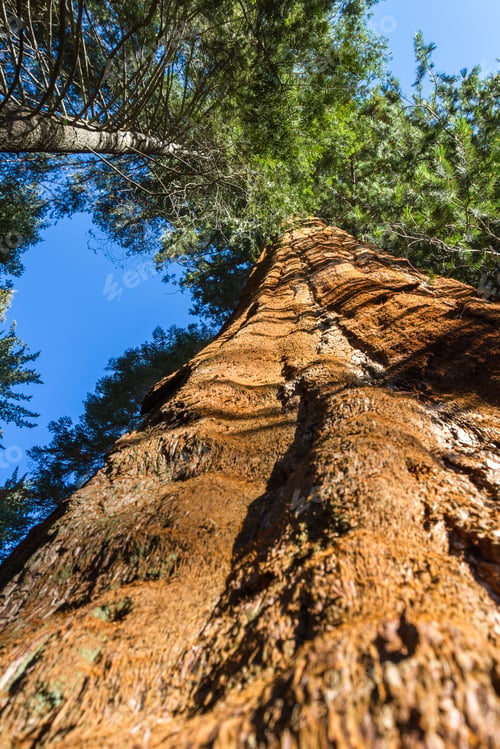 Preview: Looking Up To A Giant Sequoia Tree In The Sequoia National Park In California