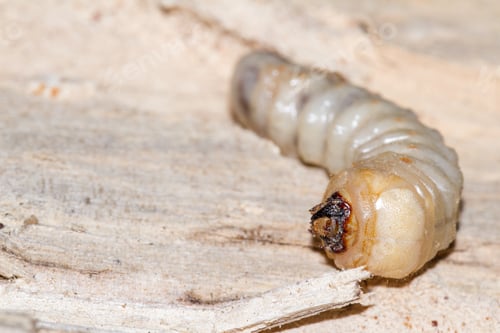 Preview: Round Headed Borer Larvae Burrowed In A Piece Of Tropical Hardwood