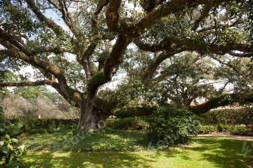Preview: Tree With Spanish Moss