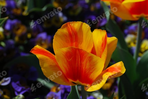 Preview: Blooming Yellow And Red Flowering Tulips In A Garden.