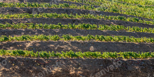 Preview: Vineyards Line The Hillsides Of The River Douro In Portugal In A Major Port Wine District