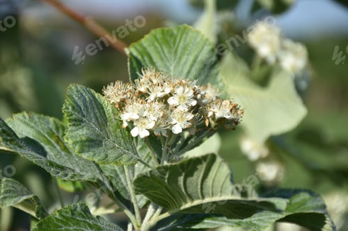 Preview: Gorgeous Flowering White Hydrangea On A Spring Day.