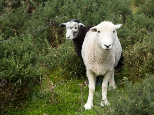 Preview: White And Black Sheep Stare At Viewer In English Lake District