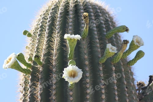 Preview: Blooming Cactus Flowers in the Desert Sunlight