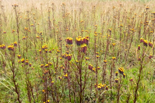 Preview: High Mountain Flowers In The Andes, Peru.