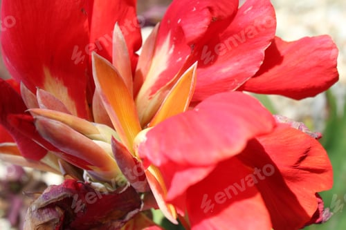 Vorschau: Eine Lucifer-Canna-Lilienpflanze mit roten Blüten 5179