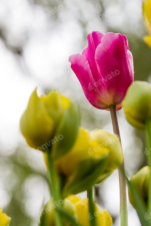 Preview: Beautiful Tall Pink Tulips In Early Spring Time In Oregon