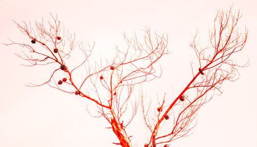 Preview: An Abstract Background Of Red Pine Cones On A Red Pine Tree