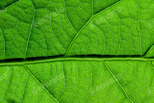 Preview: Closeup Of A Green Healthy Leaf Backlit By The Bright Sun