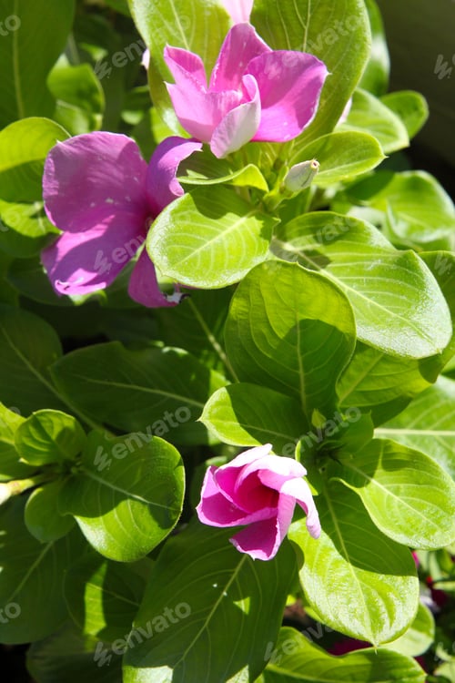 Preview: Vinca Plants With Purple And White Flowers 9880