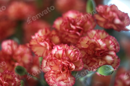 Preview: A Floral Bouquet Arrangement Of Red And Cream Carnations 0970