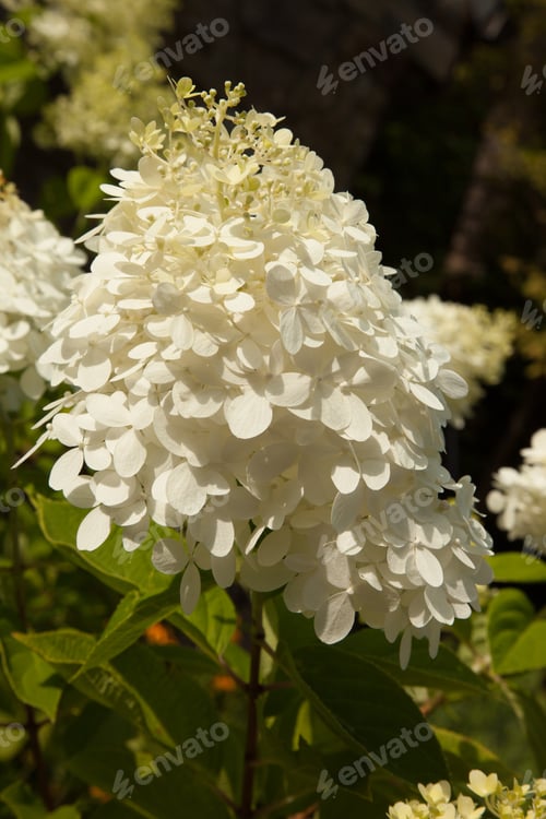Preview: White Flower With Green