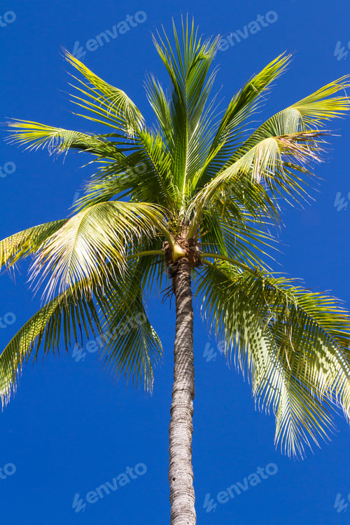 Preview: Concept For A Vacation Looking Up At A Palm Tree With A Deep Blue Sky Background