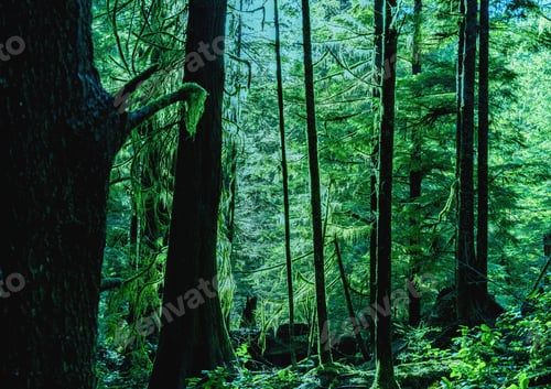 Preview: Natural Beauty In Vancouver Island - Beautiful Sunlight Through Ancient Forst In Avatar Grove 3