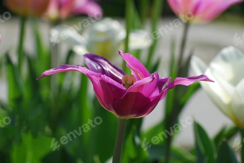 Preview: Purple Tulip With Spikey Petals In A Garden.