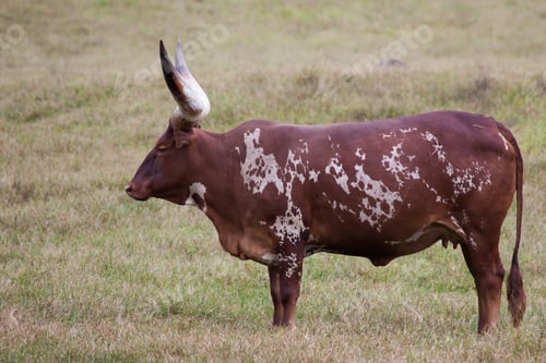 Preview: Ankole Longhorn Cow In A Field Of Grass
