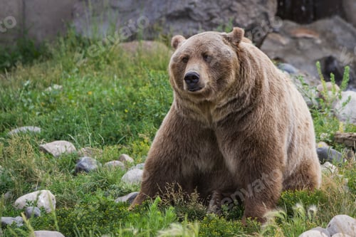 Preview: Close Up Of An Adult Grizzly Bear On Green Grass