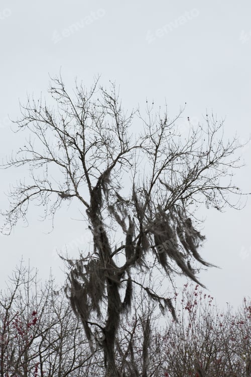 Preview: Tree With Spanish Moss