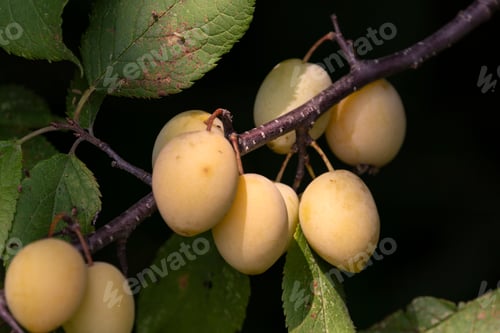 Preview: Bunches Of Unripened Wild Plums