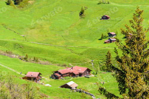 Preview: Wonderful Green Grass With Pine Trees In Murren Mountain Village, Switzerland, Europe