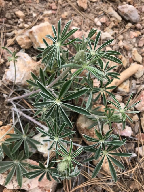 Preview: A Lupinus Sparsiflorus Plant With Green Leaves 4649