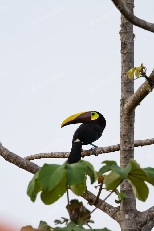 Preview: Wild Chestnut Mandibles Toucan Perched On A Tree Branch In The Costa Rica South Pacific