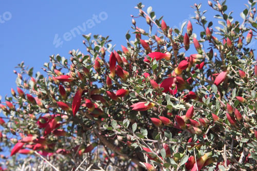 Preview: A Desert Penstemon Bush With Bright Pink Flowers 6510