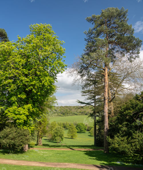 Preview: English Summer Landscape Scene Of Parkland Between Two Large Trees