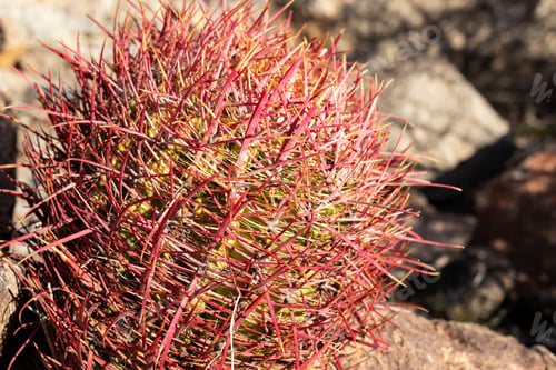 Preview: Red Barrel Cactus