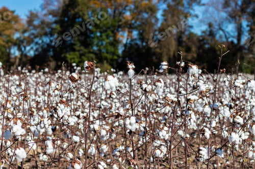 Preview: Closeup Of Blooming Cotton In A Field Ready For Harvest