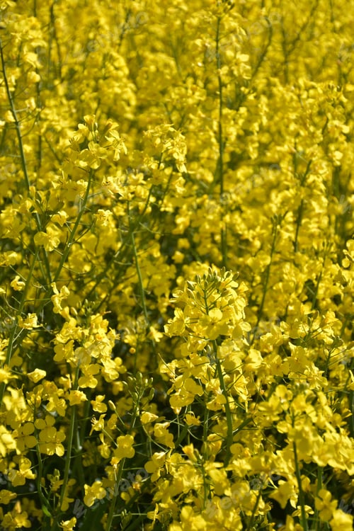 Preview: Close Up Stunning Flowering Rape Seed Flowers.