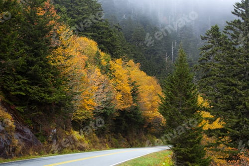 Preview: Road Through The Autumn Leaves And Into Mist