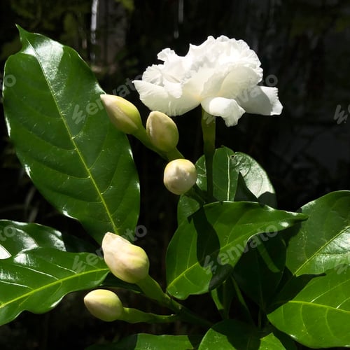 Preview: Close Up On Beautiful White Gardenia Flower Blooming In The Garden