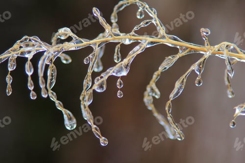 Preview: Ice Background - Icicles In Colorful Nature - Twig Of Fine Detail And Natural Design