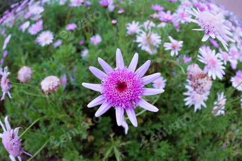 Preview: Close Up Of A Beautiful Garden With Blooming Flowers Using A Super Wide Angle