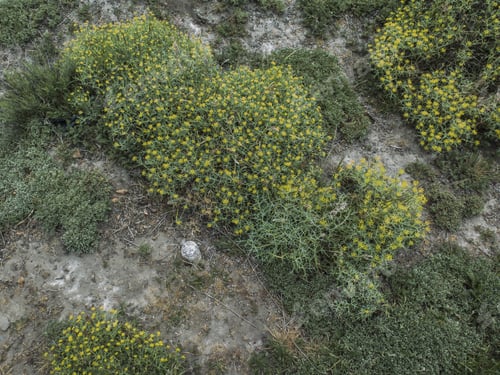 Preview: Natural Shrubs Of Arid Regions, Orhigh Mountains Of Patagonia. Plants With Thorns And Yellow