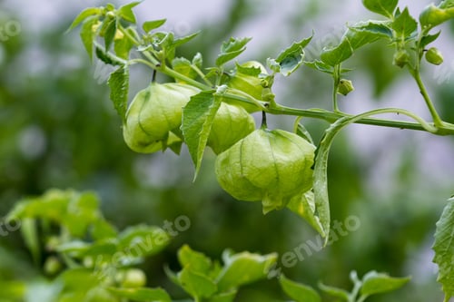 Preview: Close Up Of An Organic Tomatillo On The Plant In An Outdoor Garden