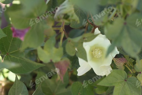 Preview: Cotton Plant Bushes With White Flowers 7816